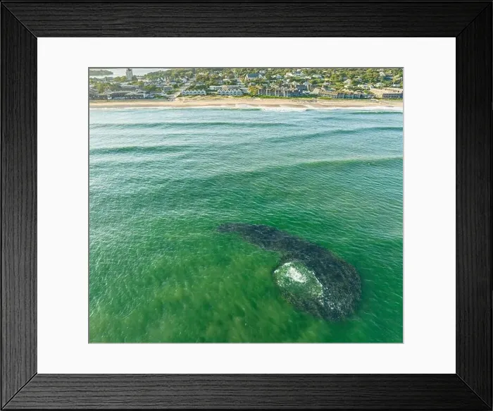 Framed Print : an aerial view of a large school of bunker fish off the coast of montauk, ny Framed Print : an aerial view of a large school of bunker fish off the coast of montauk, ny