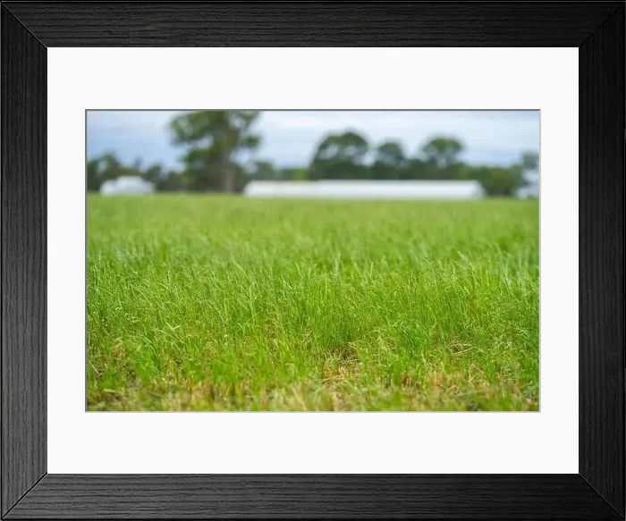 Framed Print : Cattle ranch farming landscape Framed Print : Cattle ranch farming landscape