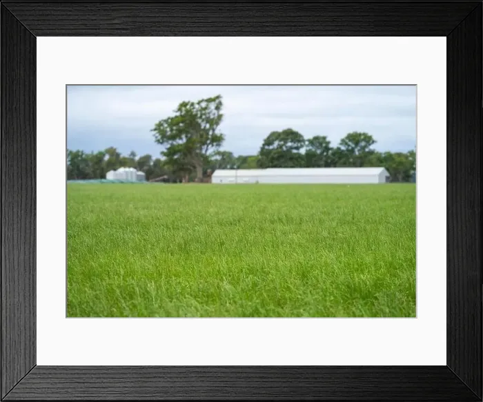 Framed Print : Cattle ranch farming landscape Framed Print : Cattle ranch farming landscape