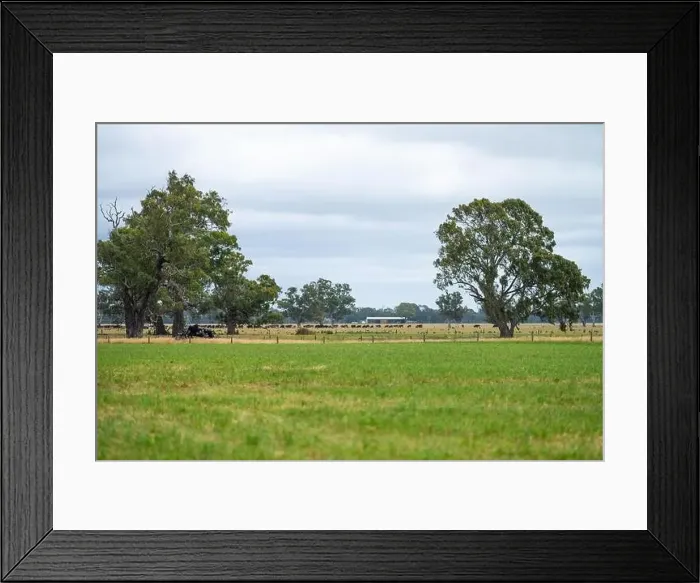 Framed Print : Cattle ranch farming landscape Framed Print : Cattle ranch farming landscape