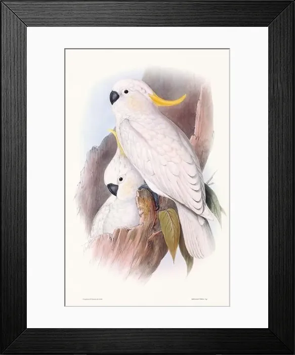 Framed Print : Vintage bird illustration by the naturalist John Gould (1804-1881) Framed Print : Vintage bird illustration by the naturalist John Gould (1804-1881)