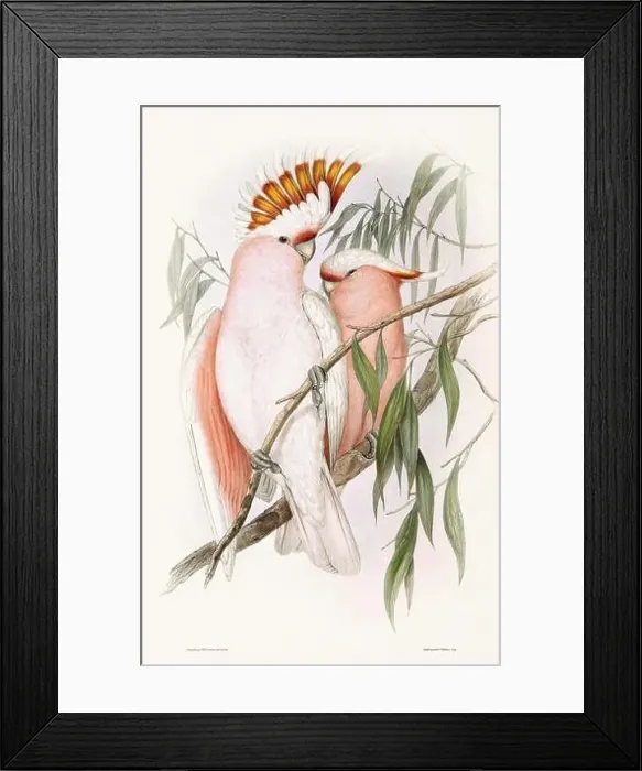Framed Print : Vintage bird illustration by the naturalist John Gould (1804-1881) Framed Print : Vintage bird illustration by the naturalist John Gould (1804-1881)