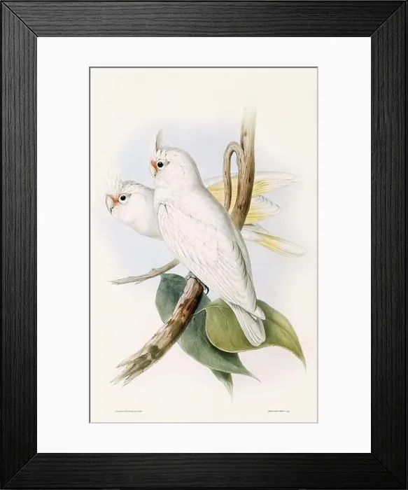 Framed Print : Vintage bird illustration by the naturalist John Gould (1804-1881) Framed Print : Vintage bird illustration by the naturalist John Gould (1804-1881)