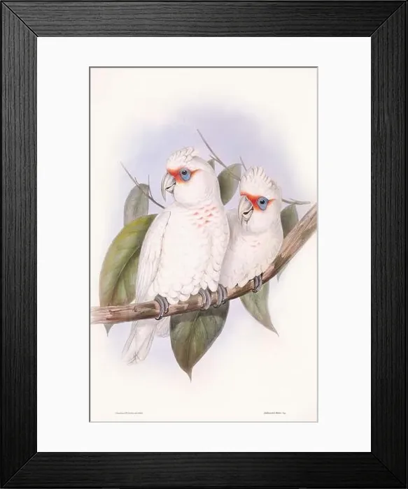 Framed Print : Vintage bird illustration by the naturalist John Gould (1804-1881) Framed Print : Vintage bird illustration by the naturalist John Gould (1804-1881)