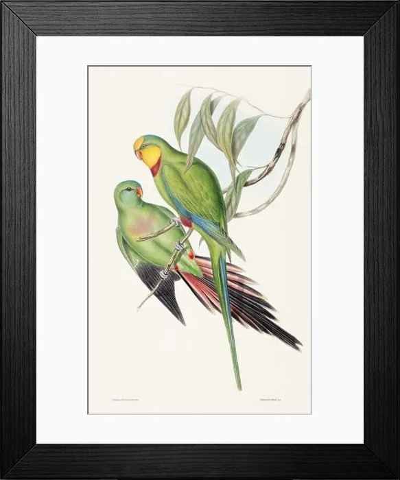 Framed Print : Vintage bird illustration by the naturalist John Gould (1804-1881) Framed Print : Vintage bird illustration by the naturalist John Gould (1804-1881)