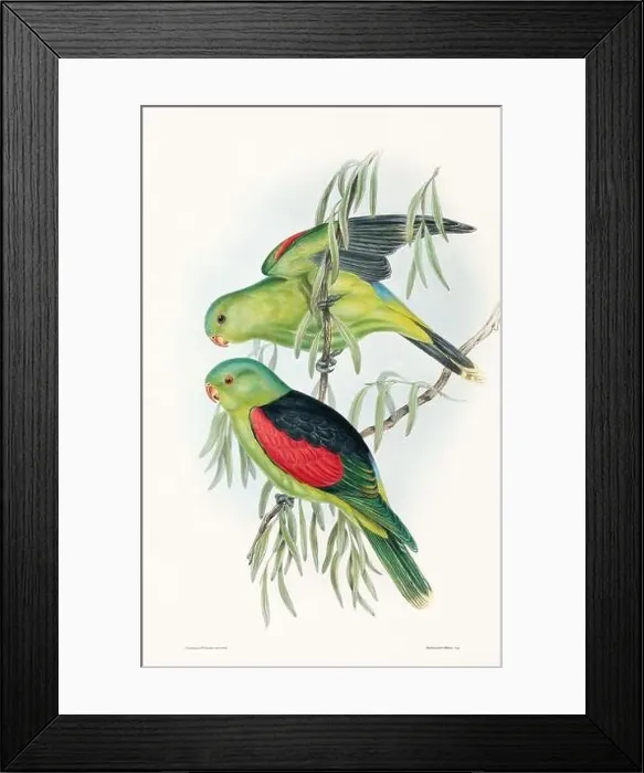 Framed Print : Vintage bird illustration by the naturalist John Gould (1804-1881) Framed Print : Vintage bird illustration by the naturalist John Gould (1804-1881)