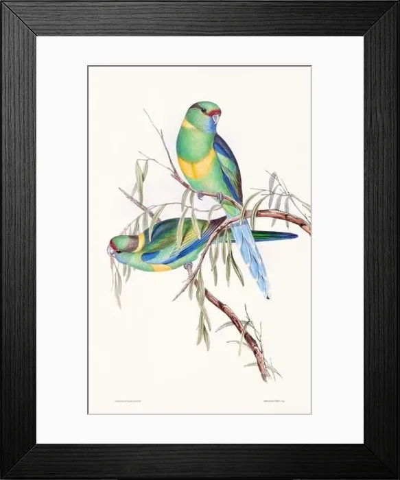 Framed Print : Vintage bird illustration by the naturalist John Gould (1804-1881) Framed Print : Vintage bird illustration by the naturalist John Gould (1804-1881)