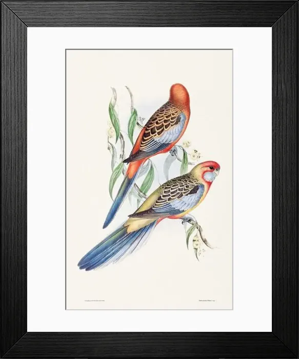 Framed Print : Vintage bird illustration by the naturalist John Gould (1804-1881) Framed Print : Vintage bird illustration by the naturalist John Gould (1804-1881)