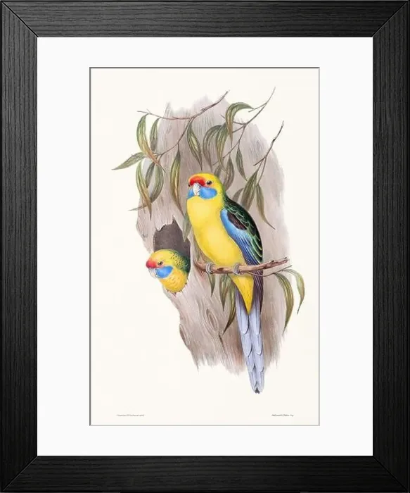 Framed Print : Vintage bird illustration by the naturalist John Gould (1804-1881) Framed Print : Vintage bird illustration by the naturalist John Gould (1804-1881)