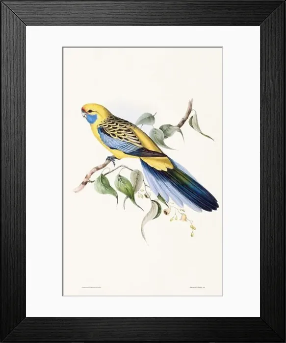Framed Print : Vintage bird illustration by the naturalist John Gould (1804-1881) Framed Print : Vintage bird illustration by the naturalist John Gould (1804-1881)