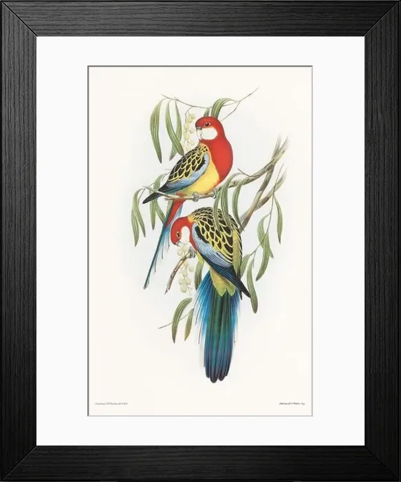 Framed Print : Vintage bird illustration by the naturalist John Gould (1804-1881) Framed Print : Vintage bird illustration by the naturalist John Gould (1804-1881)
