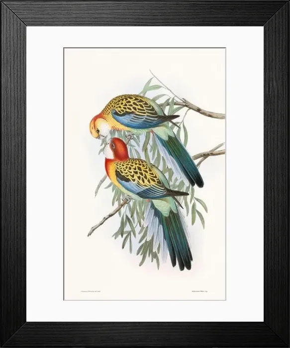 Framed Print : Vintage bird illustration by the naturalist John Gould (1804-1881) Framed Print : Vintage bird illustration by the naturalist John Gould (1804-1881)