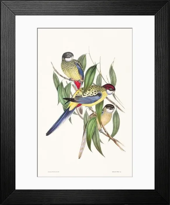 Framed Print : Vintage bird illustration by the naturalist John Gould (1804-1881) Framed Print : Vintage bird illustration by the naturalist John Gould (1804-1881)