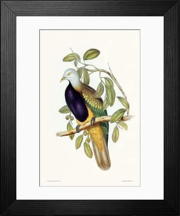 Framed Print : Vintage bird illustration by the naturalist John Gould (1804-1881) Framed Print : Vintage bird illustration by the naturalist John Gould (1804-1881)