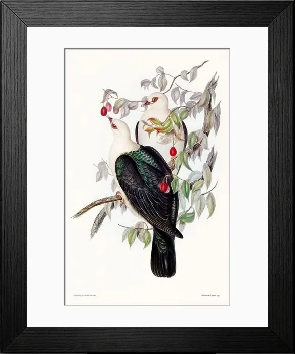 Framed Print : Vintage bird illustration by the naturalist John Gould (1804-1881) Framed Print : Vintage bird illustration by the naturalist John Gould (1804-1881)