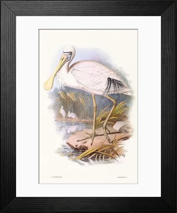 Framed Print : Vintage bird illustration by the naturalist John Gould (1804-1881) Framed Print : Vintage bird illustration by the naturalist John Gould (1804-1881)