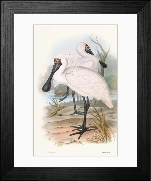 Framed Print : Vintage bird illustration by the naturalist John Gould (1804-1881) Framed Print : Vintage bird illustration by the naturalist John Gould (1804-1881)