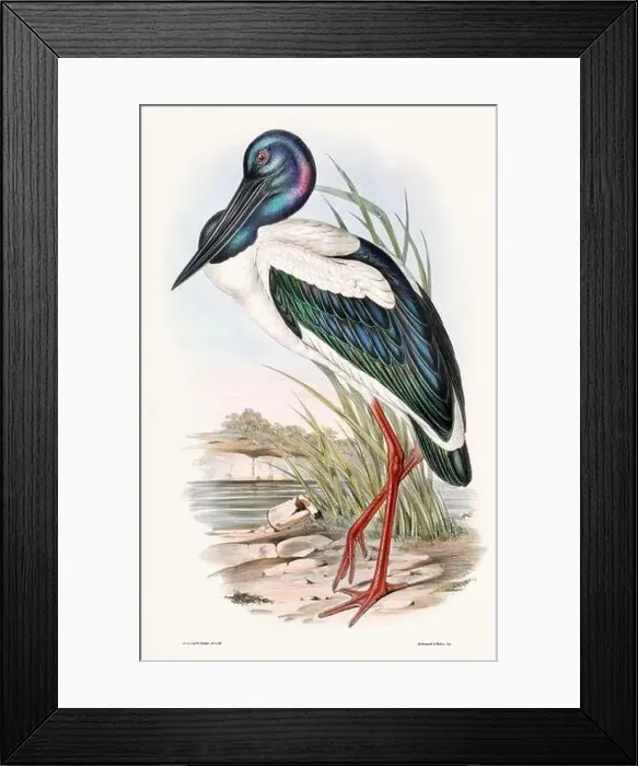 Framed Print : Vintage bird illustration by the naturalist John Gould (1804-1881) Framed Print : Vintage bird illustration by the naturalist John Gould (1804-1881)