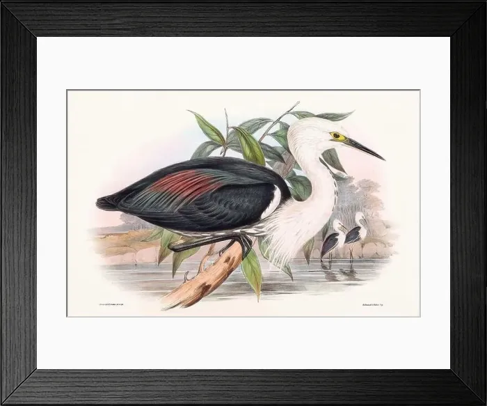 Framed Print : Vintage bird illustration by the naturalist John Gould (1804-1881) Framed Print : Vintage bird illustration by the naturalist John Gould (1804-1881)