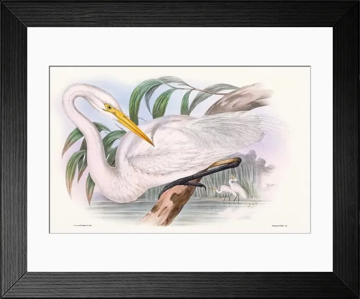 Framed Print : Vintage bird illustration by the naturalist John Gould (1804-1881) Framed Print : Vintage bird illustration by the naturalist John Gould (1804-1881)