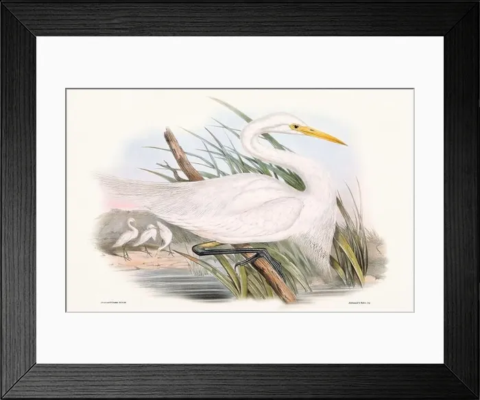 Framed Print : Vintage bird illustration by the naturalist John Gould (1804-1881) Framed Print : Vintage bird illustration by the naturalist John Gould (1804-1881)