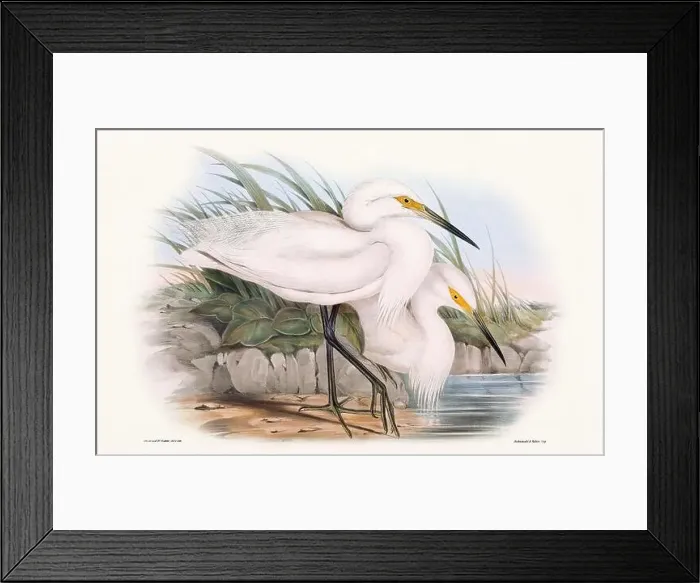 Framed Print : Vintage bird illustration by the naturalist John Gould (1804-1881) Framed Print : Vintage bird illustration by the naturalist John Gould (1804-1881)