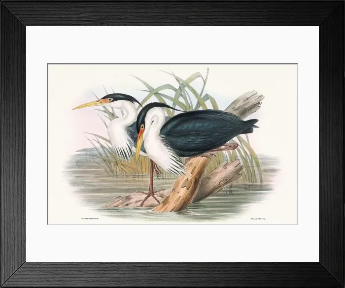 Framed Print : Vintage bird illustration by the naturalist John Gould (1804-1881) Framed Print : Vintage bird illustration by the naturalist John Gould (1804-1881)