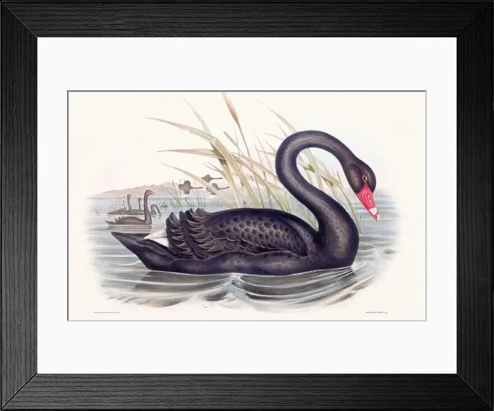 Framed Print : Vintage bird illustration by the naturalist John Gould (1804-1881) Framed Print : Vintage bird illustration by the naturalist John Gould (1804-1881)