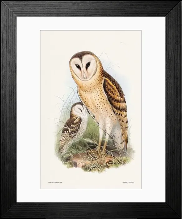 Framed Print : Vintage bird illustration by the naturalist John Gould (1804-1881) Framed Print : Vintage bird illustration by the naturalist John Gould (1804-1881)