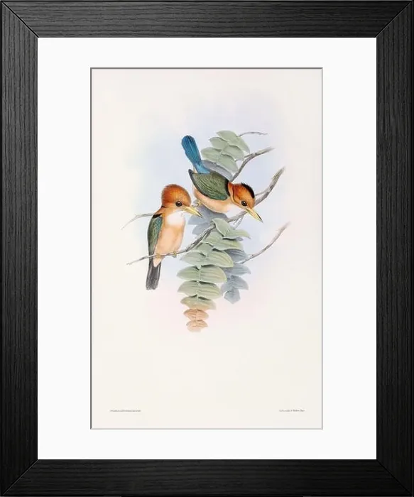 Framed Print : Vintage bird illustration by the naturalist John Gould (1804-1881) Framed Print : Vintage bird illustration by the naturalist John Gould (1804-1881)