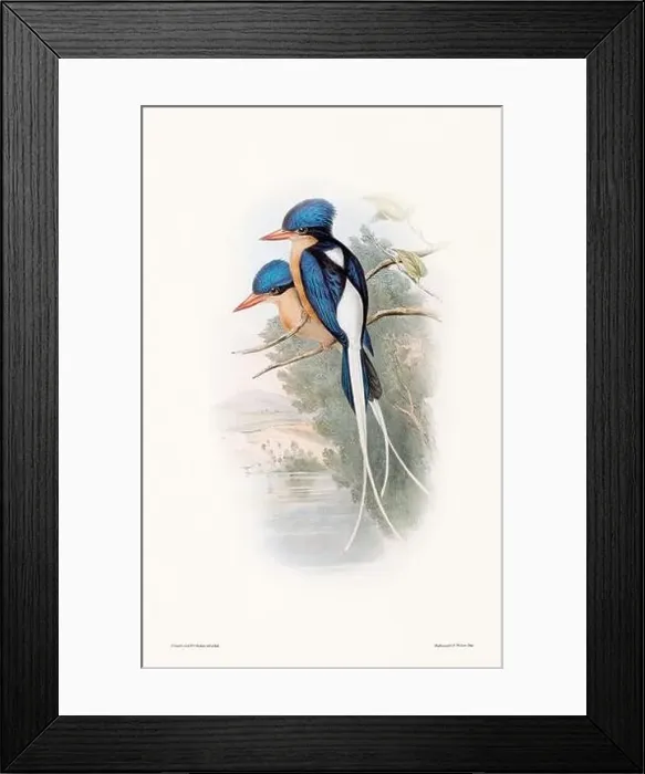 Framed Print : Vintage bird illustration by the naturalist John Gould (1804-1881) Framed Print : Vintage bird illustration by the naturalist John Gould (1804-1881)