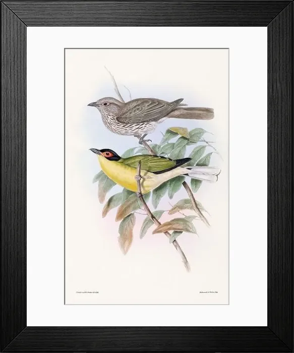 Framed Print : Vintage bird illustration by the naturalist John Gould (1804-1881) Framed Print : Vintage bird illustration by the naturalist John Gould (1804-1881)
