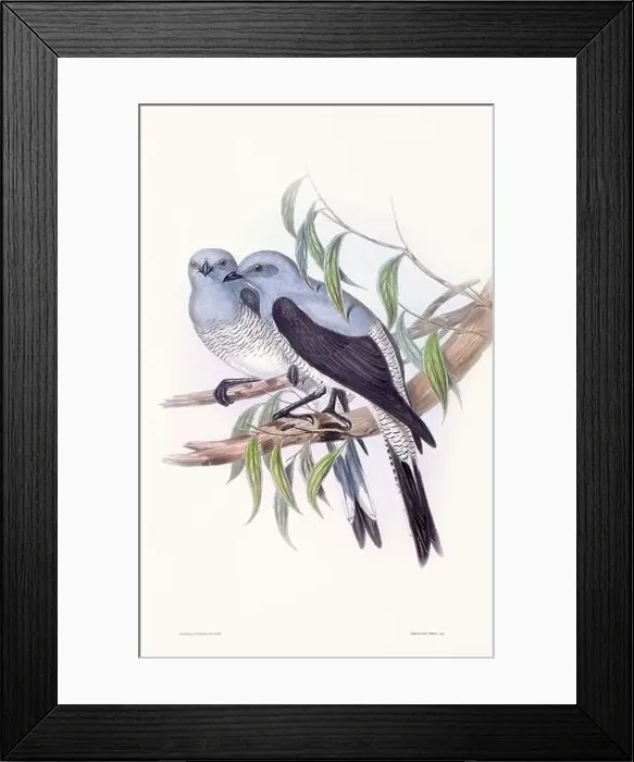 Framed Print : Vintage bird illustration by the naturalist John Gould (1804-1881) Framed Print : Vintage bird illustration by the naturalist John Gould (1804-1881)
