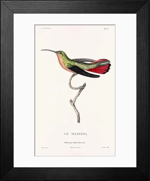 Framed Print : Vintage hummingbird print. 19th-Century French Hummingbird Illustration (Circa 1830) Framed Print : Vintage hummingbird print. 19th-Century French Hummingbird Illustration (Circa 1830)