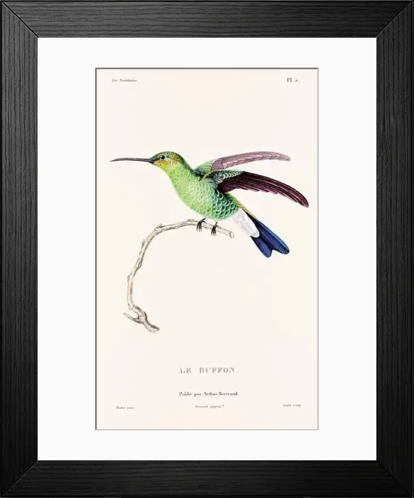 Framed Print : Vintage hummingbird print. 19th-Century French Hummingbird Illustration (Circa 1830) Framed Print : Vintage hummingbird print. 19th-Century French Hummingbird Illustration (Circa 1830)