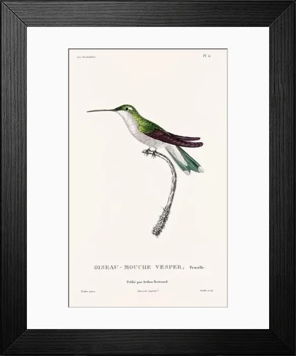 Framed Print : Vintage hummingbird print. 19th-Century French Hummingbird Illustration (Circa 1830) Framed Print : Vintage hummingbird print. 19th-Century French Hummingbird Illustration (Circa 1830)