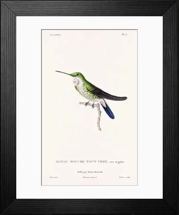 Framed Print : Vintage hummingbird print. 19th-Century French Hummingbird Illustration (Circa 1830) Framed Print : Vintage hummingbird print. 19th-Century French Hummingbird Illustration (Circa 1830)