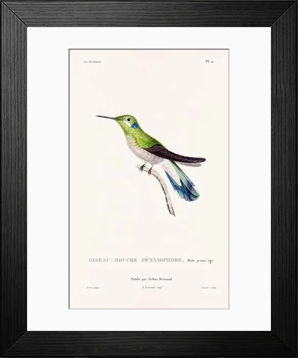 Framed Print : Vintage hummingbird print. 19th-Century French Hummingbird Illustration (Circa 1830) Framed Print : Vintage hummingbird print. 19th-Century French Hummingbird Illustration (Circa 1830)