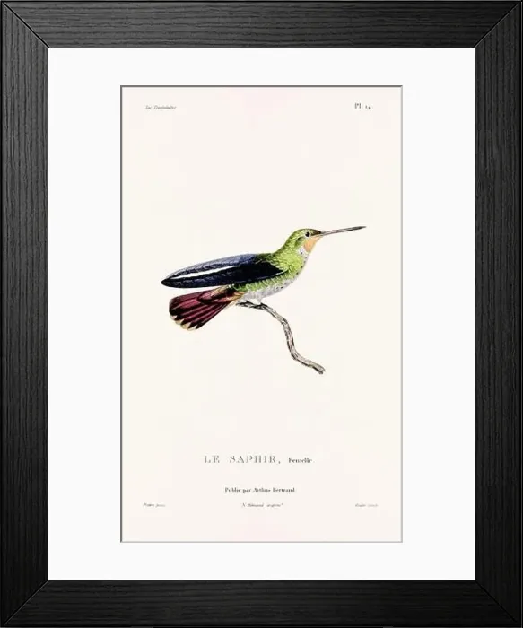 Framed Print : Vintage hummingbird print. 19th-Century French Hummingbird Illustration (Circa 1830) Framed Print : Vintage hummingbird print. 19th-Century French Hummingbird Illustration (Circa 1830)