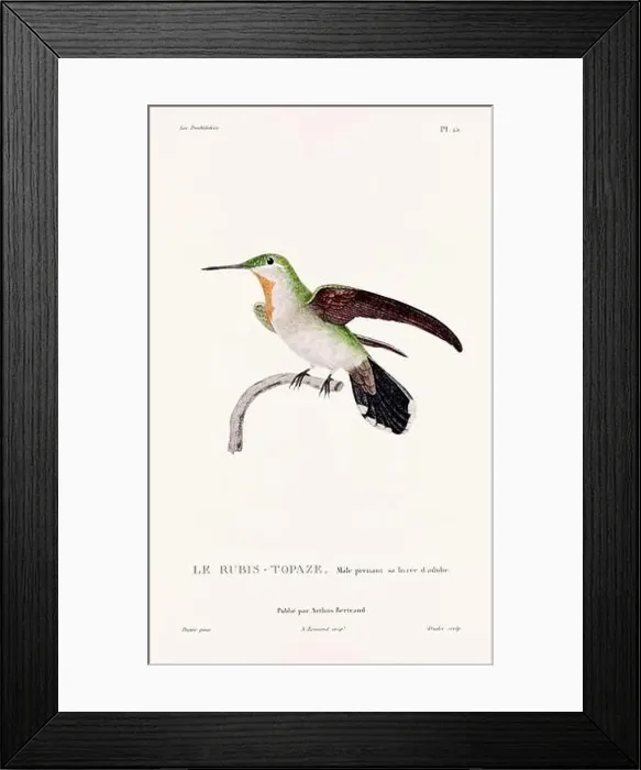 Framed Print : Vintage hummingbird print. 19th-Century French Hummingbird Illustration (Circa 1830) Framed Print : Vintage hummingbird print. 19th-Century French Hummingbird Illustration (Circa 1830)