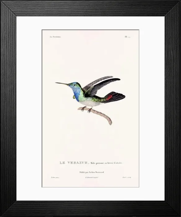 Framed Print : Vintage hummingbird print. 19th-Century French Hummingbird Illustration (Circa 1830)