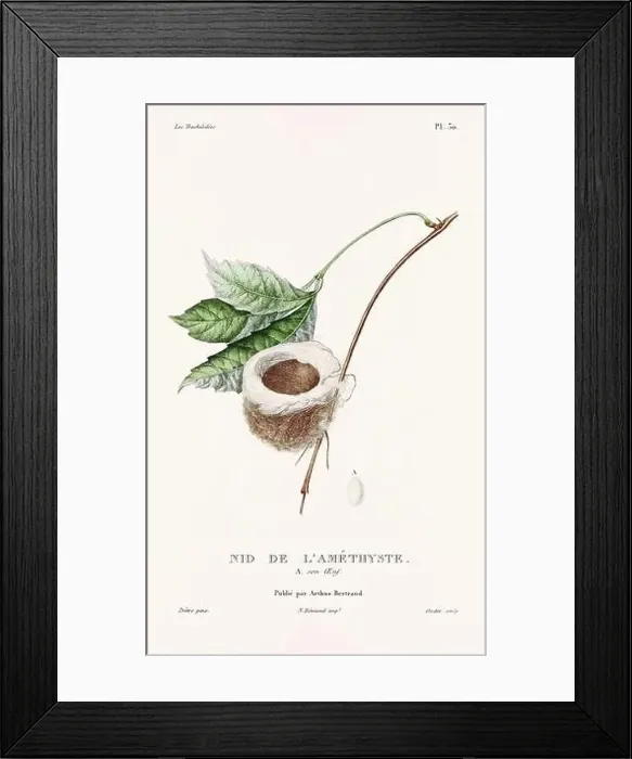 Framed Print : Vintage hummingbird print. 19th-Century French Hummingbird Illustration (Circa 1830)
