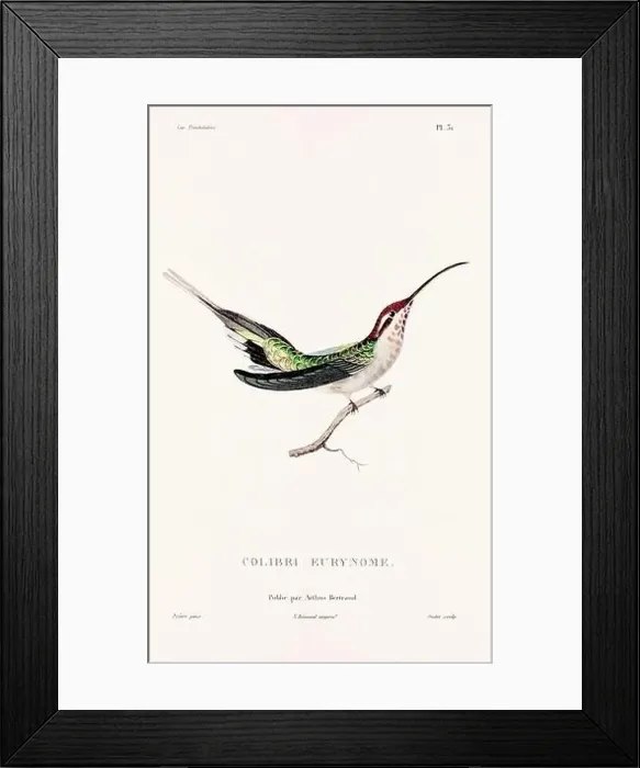 Framed Print : Vintage hummingbird print. 19th-Century French Hummingbird Illustration (Circa 1830)