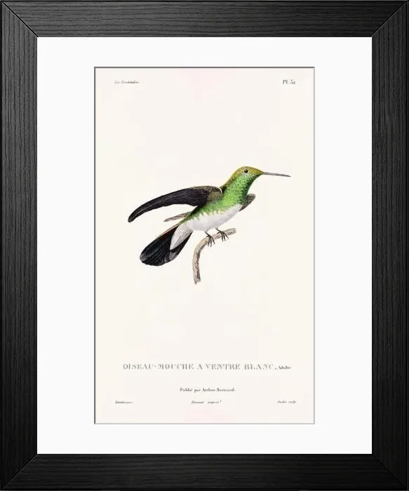 Framed Print : Vintage hummingbird print. 19th-Century French Hummingbird Illustration (Circa 1830)