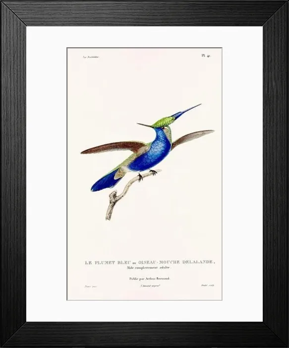 Framed Print : Vintage hummingbird print. 19th-Century French Hummingbird Illustration (Circa 1830) Framed Print : Vintage hummingbird print. 19th-Century French Hummingbird Illustration (Circa 1830)