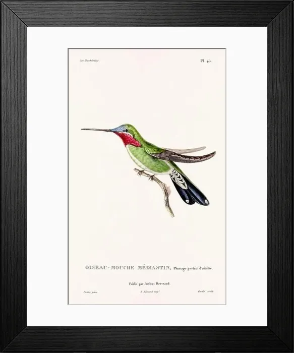 Framed Print : Vintage hummingbird print. 19th-Century French Hummingbird Illustration (Circa 1830)