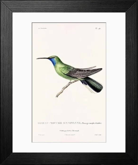 Framed Print : Vintage hummingbird print. 19th-Century French Hummingbird Illustration (Circa 1830)