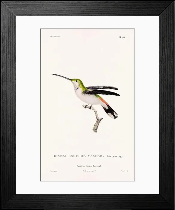 Framed Print : Vintage hummingbird print. 19th-Century French Hummingbird Illustration (Circa 1830)