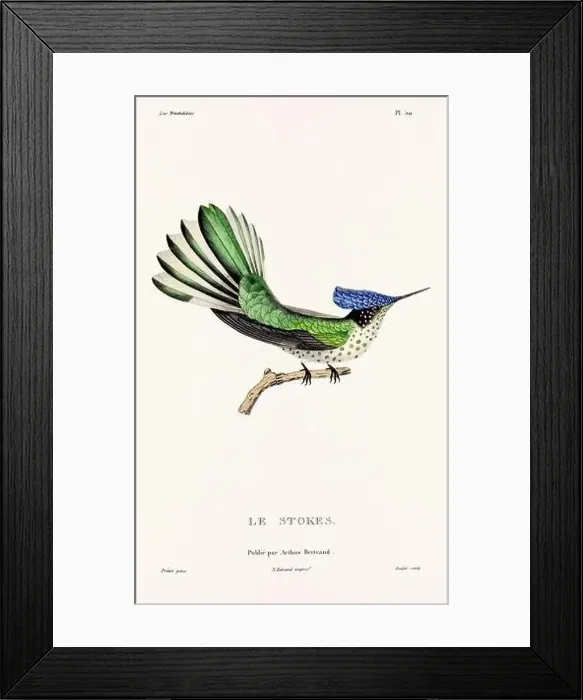 Framed Print : Vintage hummingbird print. 19th-Century French Hummingbird Illustration (Circa 1830) Framed Print : Vintage hummingbird print. 19th-Century French Hummingbird Illustration (Circa 1830)