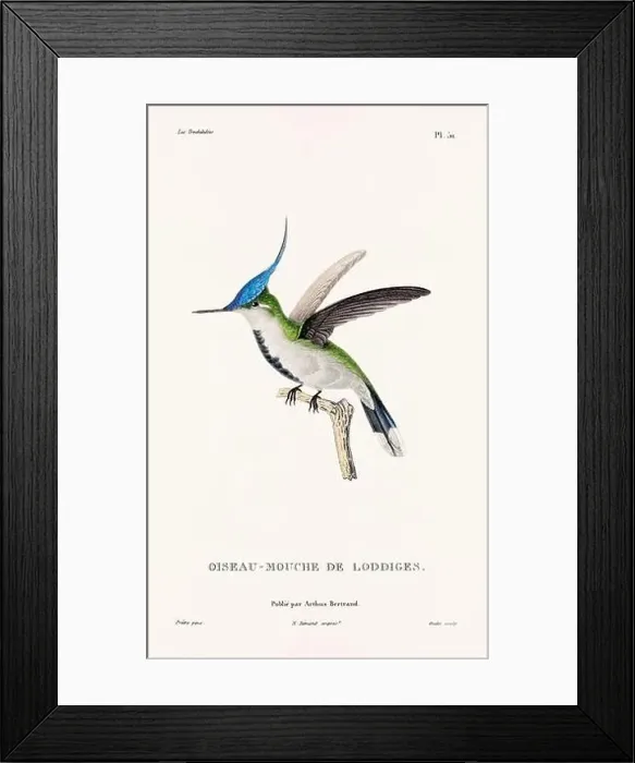 Framed Print : Vintage hummingbird print. 19th-Century French Hummingbird Illustration (Circa 1830)